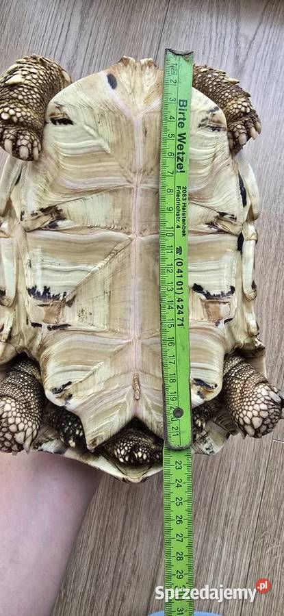 Żółw lamparci lądowy Lębork