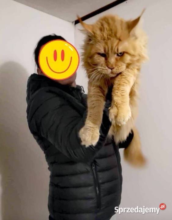 Olbrzymi kocur Maine Coon Wrocław sprzedam