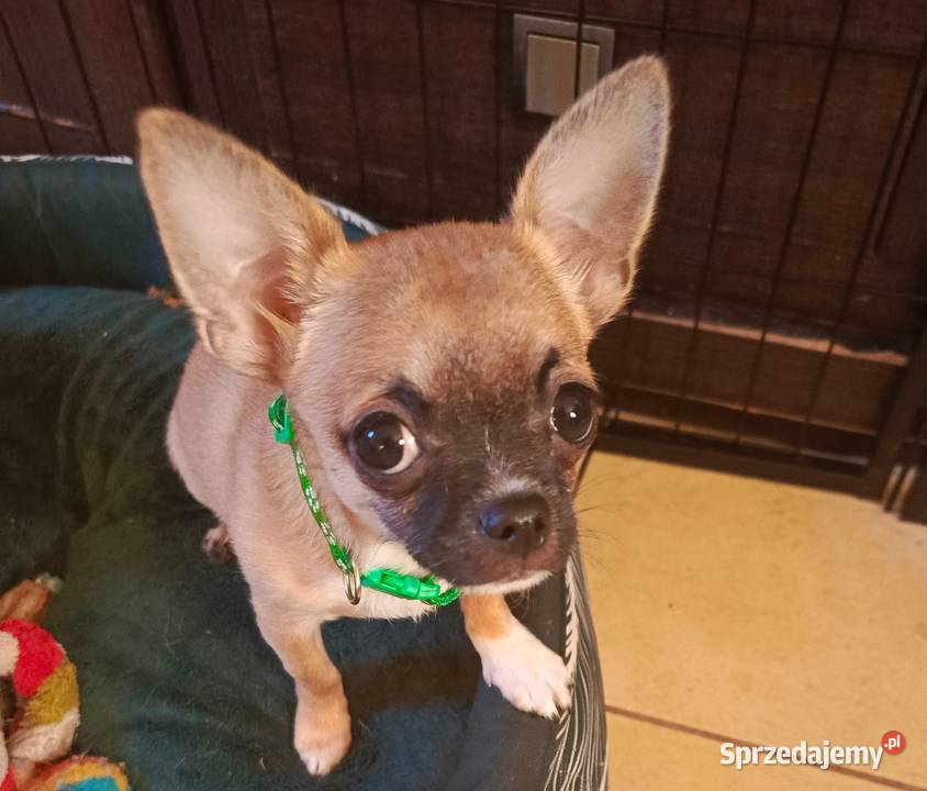 Chihuahua psy rodowodowe FCI sprzedam