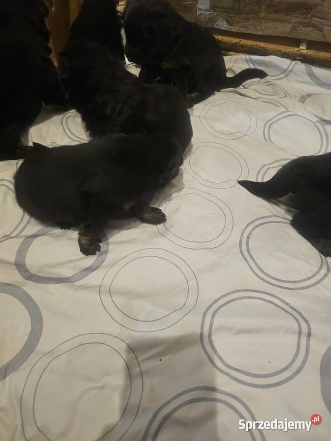 Szczeniaczki Rasy Owczarek Niemiecki długowłosy opolskie Niemodlin