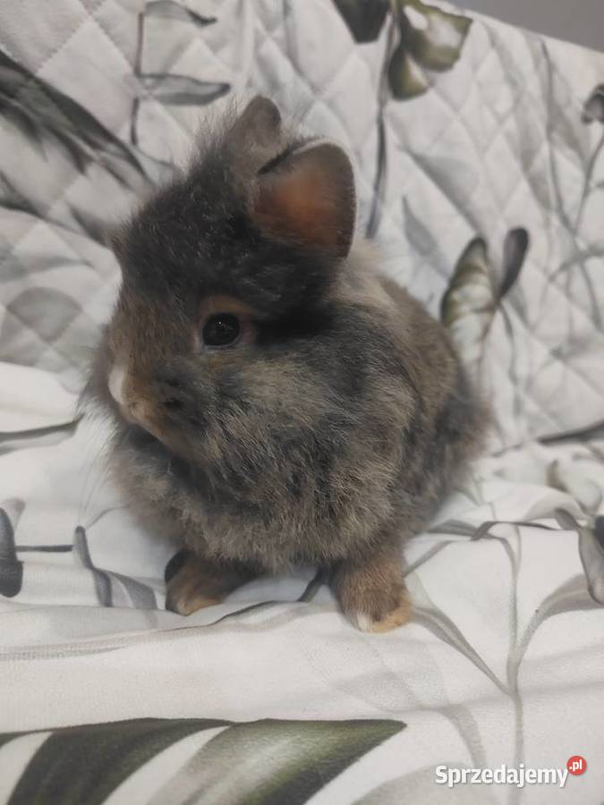 Królik miniaturka baranek lewek samiczka samiec śląskie Łodygowice