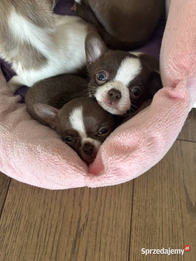 Chihuahua chłopiec dziewczynka mazowieckie Warszawa