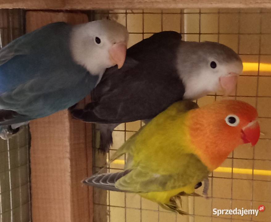 Nierozłączki Fischera Mielec