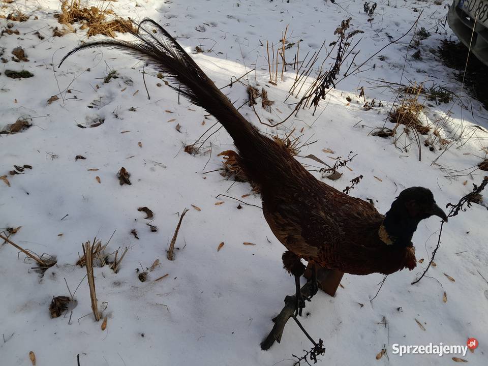 bazant lowny vintage prl wypchany