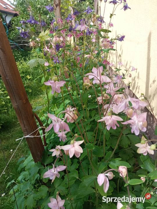 Orliki sadzonki kwiaty ogrodowe byliny Nowy Sącz