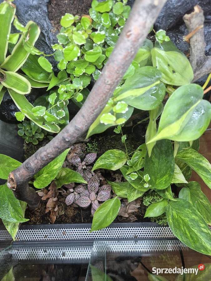 Terrarium Tropikalne 40x40x60 Oświęcim