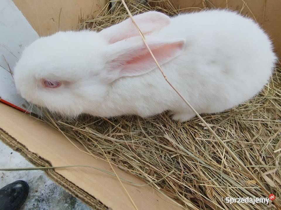 Młoda samica kujawsko-pomorskie Szubin