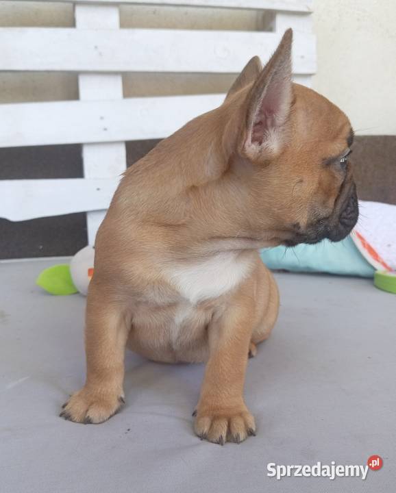 Buldog francuski Legionowo sprzedam