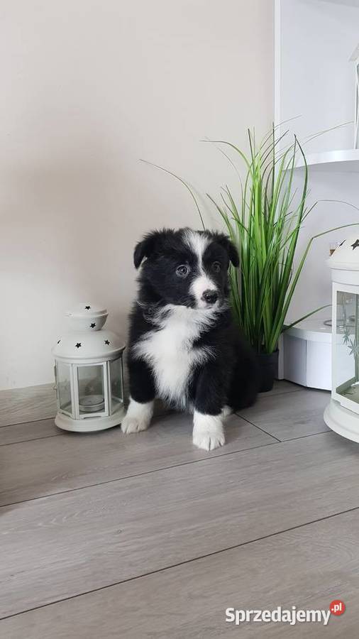 Border collie sprzedam