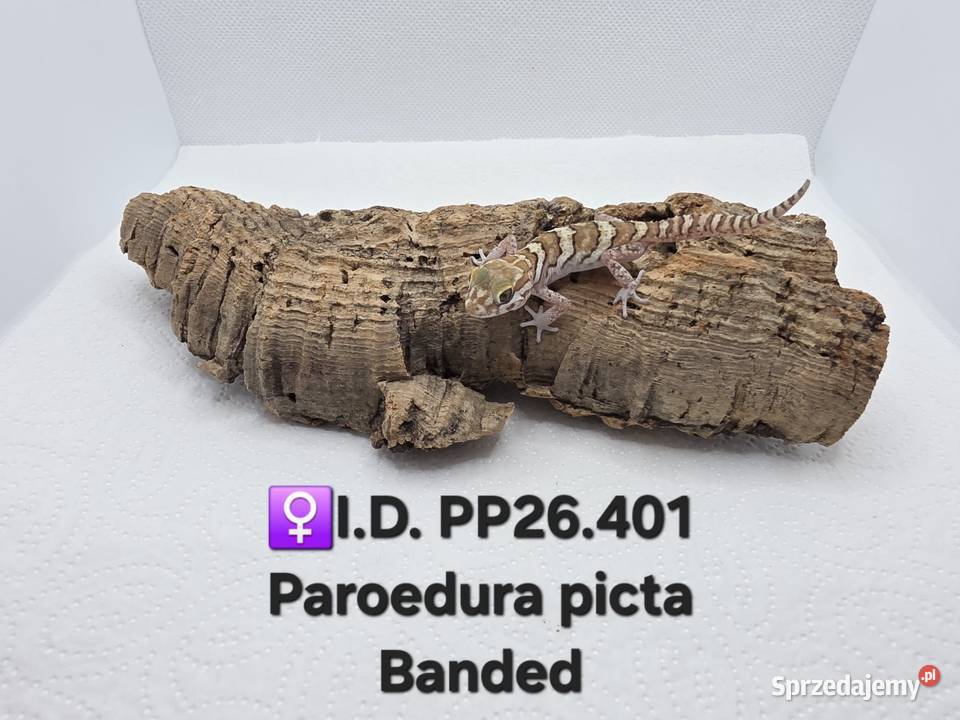 Paroedura Picta gekon madagaskarski Zawiercie