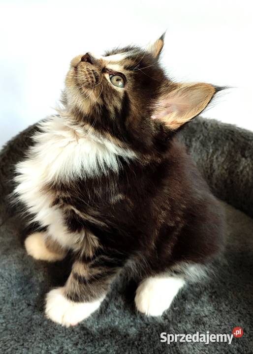 Maine coon Kotka czarna klasycznie pręgowana z Żywiec