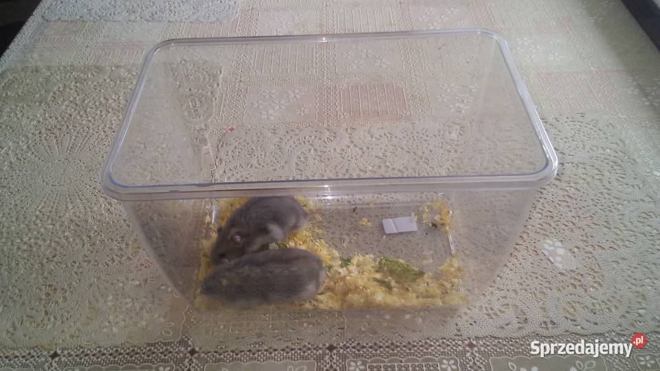 serdecznie mam na sprzedaż chomiki Dżungarskie