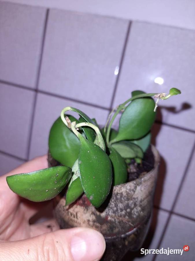 Hoya heuschkeliana ukorzeniona 3 sadzonki hoja Kwitnące Warszawa sprzedam