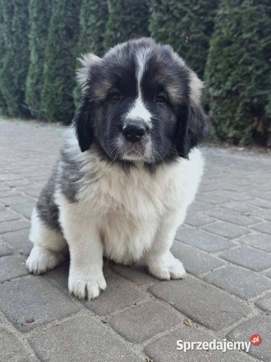 MASTIF PIRENEJSKI ZKWP FCI wielkopolskie Arentowo sprzedam