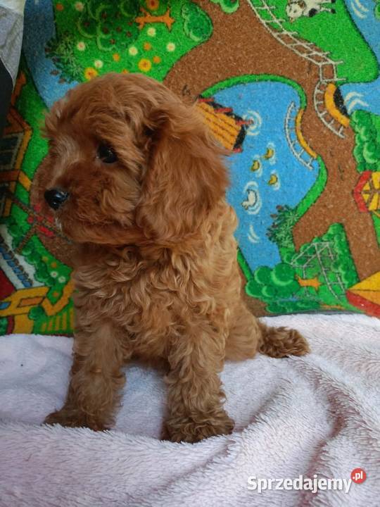 Cavapoo f1b Miechów