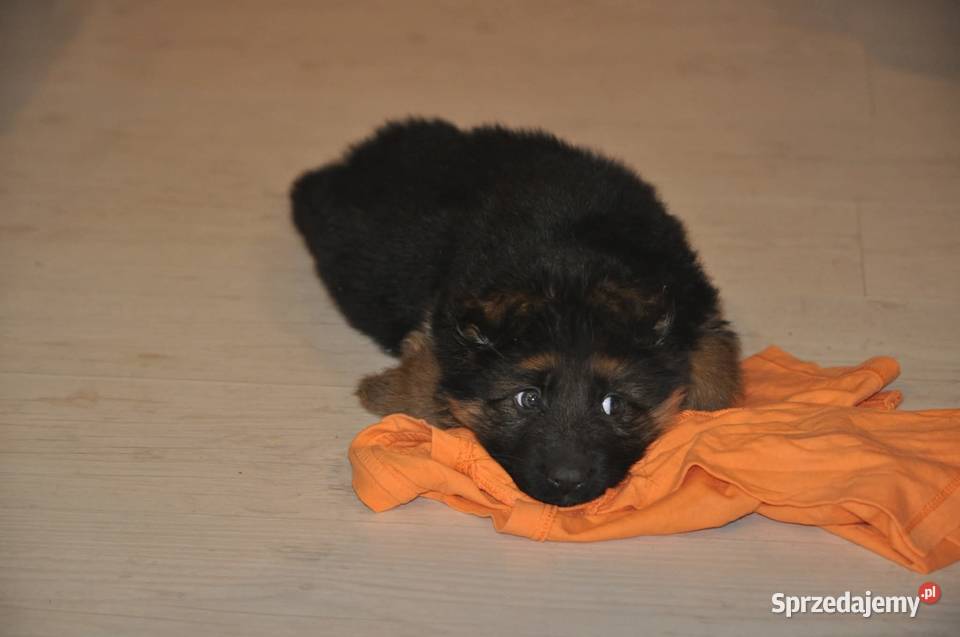 Owczarek Niemiecki Długowłosy szczenięta FCI Poniec