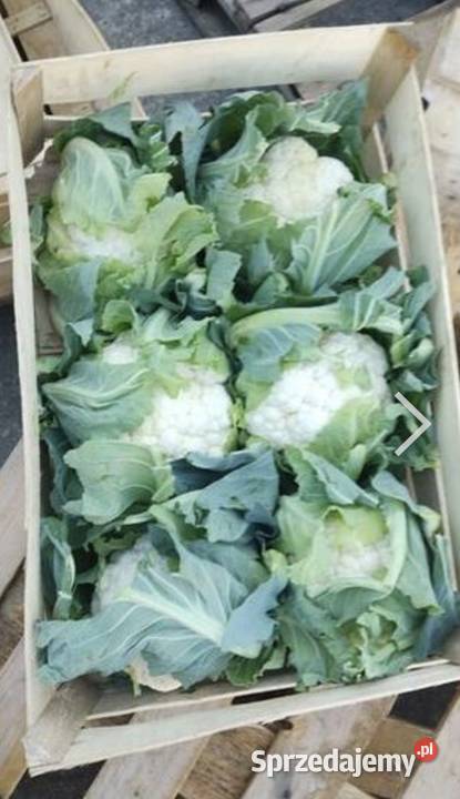 Kalafiory młoda Proszowice