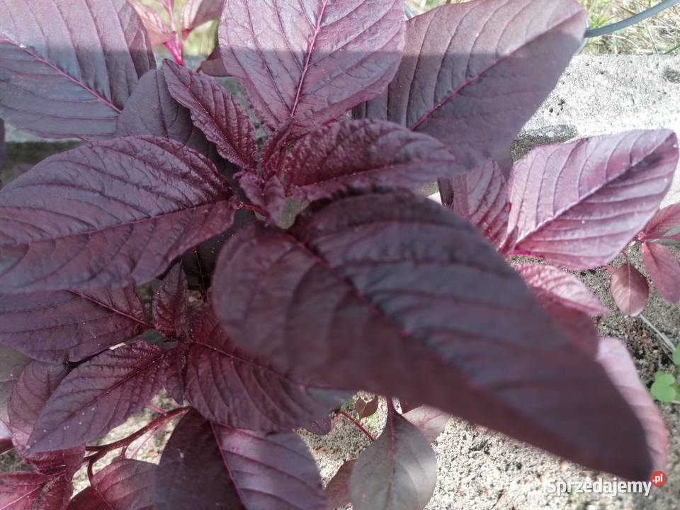 Szarłat prosty amarantusRoślina ogrodowakwiaty Liściaste Łódź