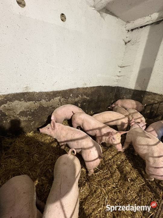 Sprzedam prosięta do dalszego chowu rolnika Stary Sącz sprzedam