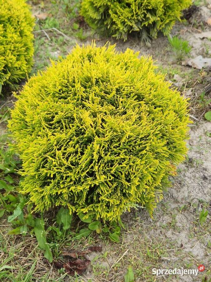 Tuja Mirjam Złota Kula Iglaste Rzeszów