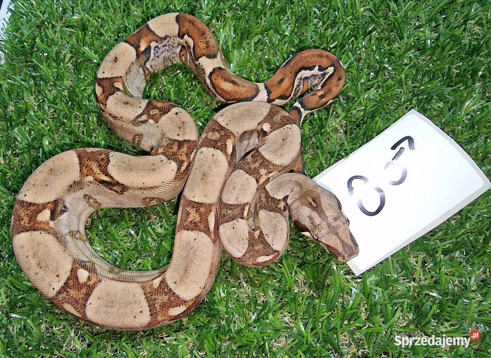 Boa cesarski Jungle Warszawa sprzedam