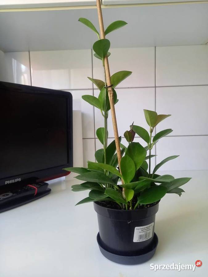 Hoya australis gęsta sadzonka