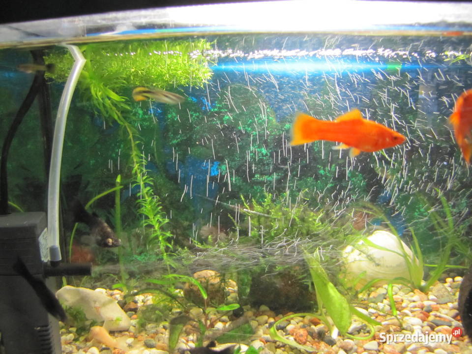 Akwarium z obsadą Toruń