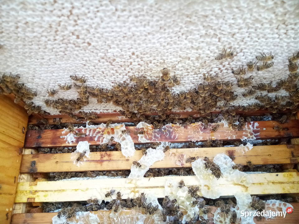 Miód z własnej pasieki Kowalewko sprzedam