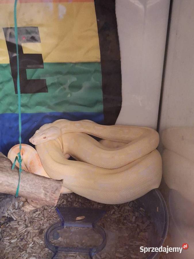 Wąż boa samica małopolskie Brzeszcze
