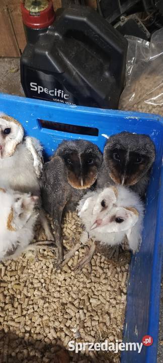 Sowy Sowa Płomykówka śląskie Jastrzębie-Zdrój