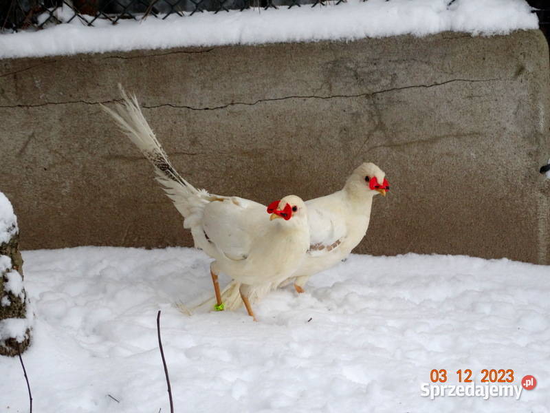 Sprzedam Bażanty bażantach brzoskwiniowych z Gostyń sprzedam