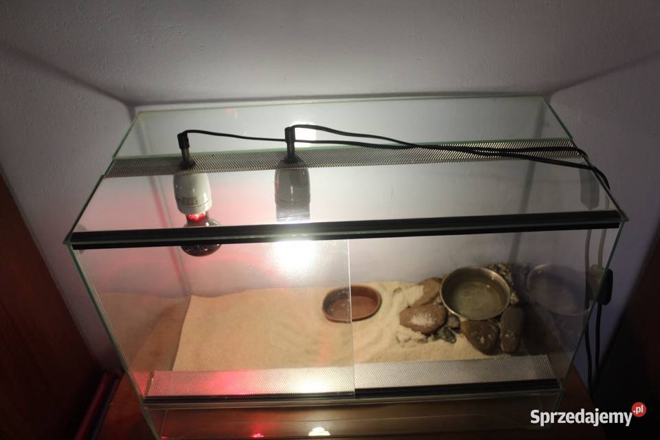 Żółw stepowy Gdańsk sprzedam