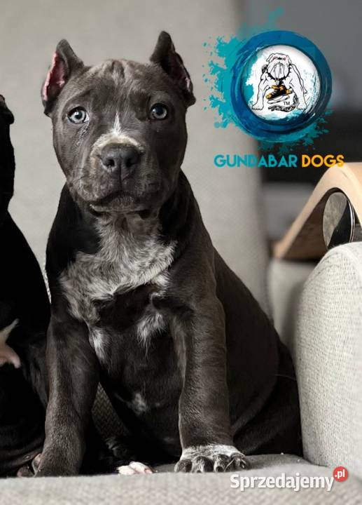 American Bully suczka ABKC Koło