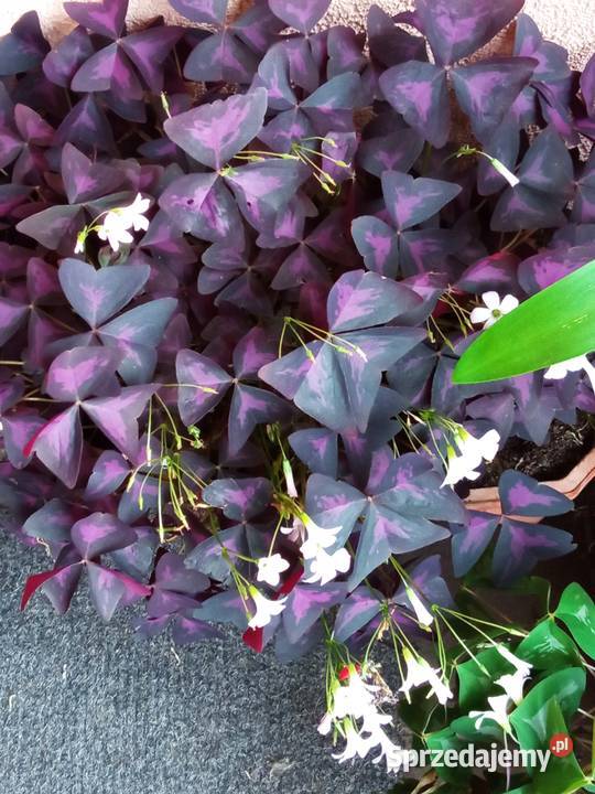 Oxalisy stale kwitnące fiołki i skrętniki Białystok