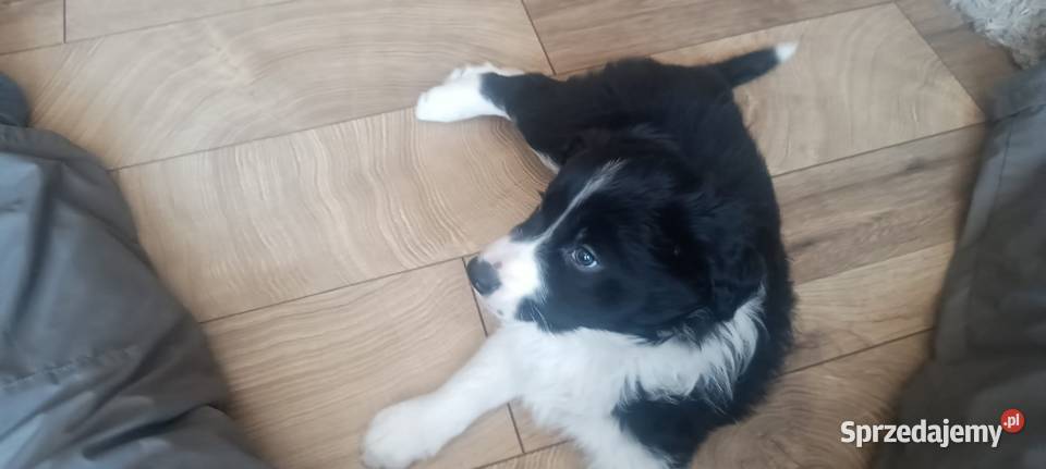 Border collie Stankowo
