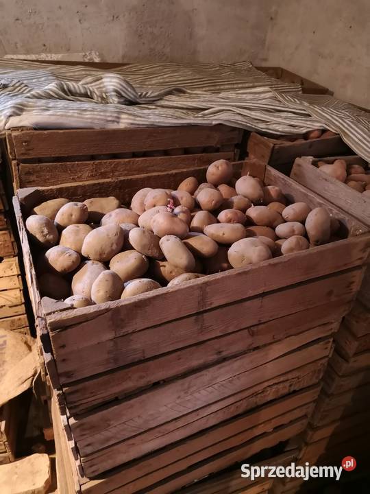 Ziemniaki kartofle z mojego gospodarstwa Góra Kalwaria