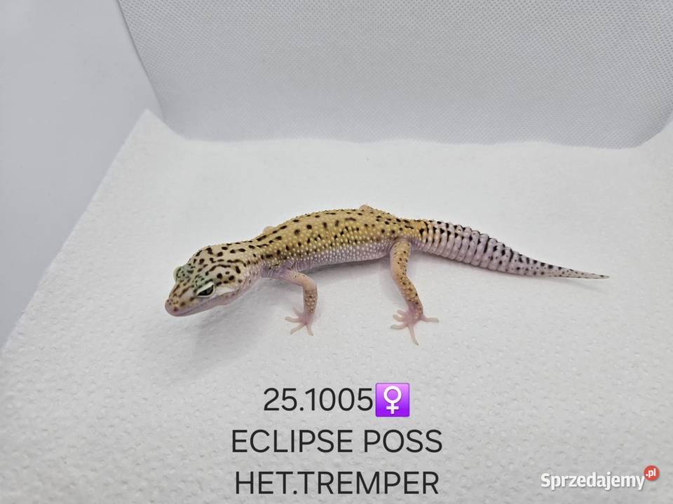 Gekony lamparcie Zawiercie