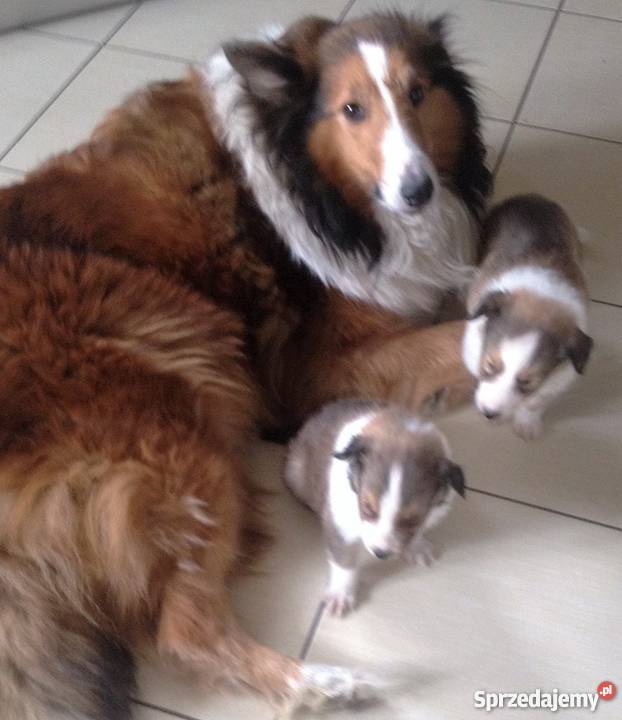 Szczenięta Owczarek Szkocki Collie Żukowo