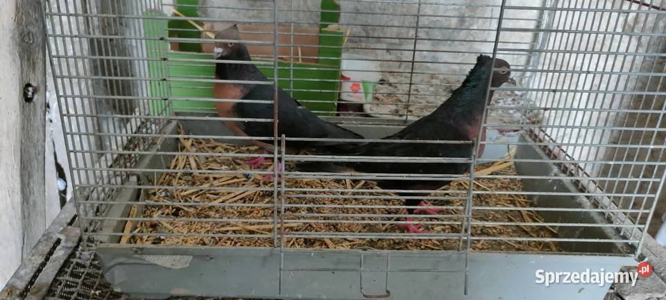 Sprzedam gołębie ozdobne lubelskie Tokarówka