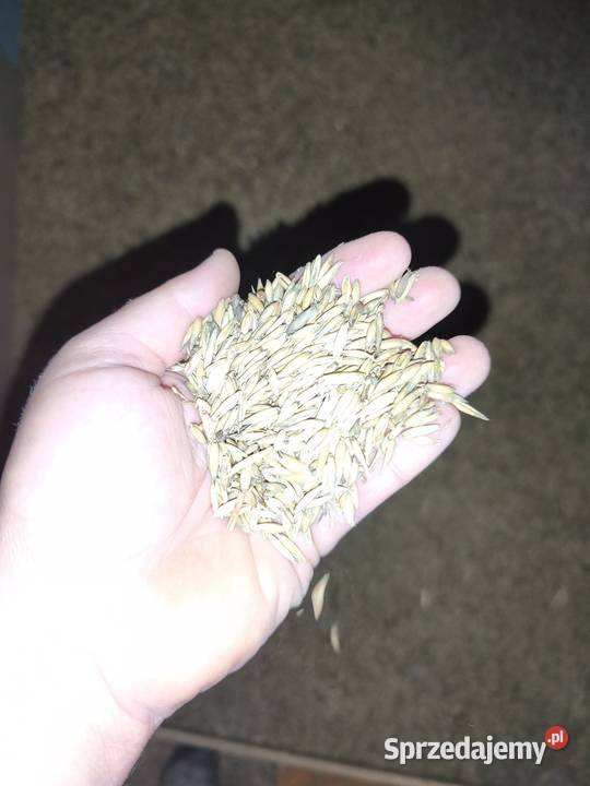 Owies tegoroczny śruta Rymanów