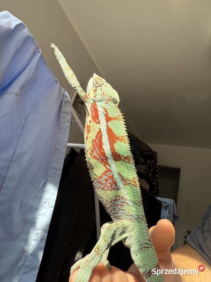 Kameleon lamparci Gdynia