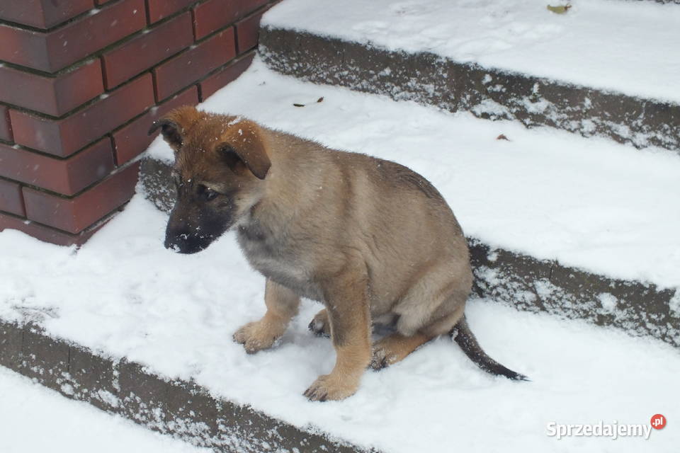 Owczarki niemieckie użytkowe Brąszewice sprzedam