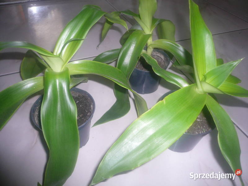 Złoty wąs Callisia fragrans duże rozwinięte zachodniopomorskie Kołobrzeg sprzedam