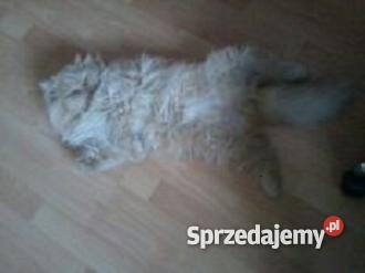 KOT PERSKI kremowy Brusy