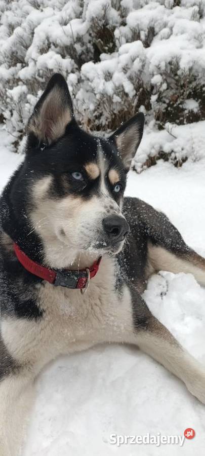 Krycie Huskim Zaplace 200PLN Koszalin