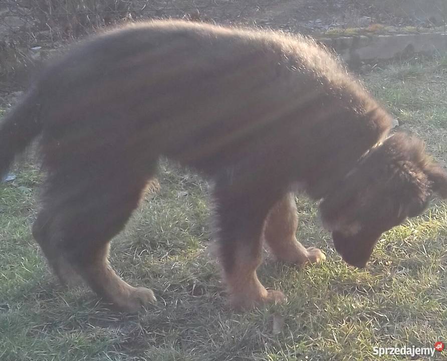 Owczarek niemiecki długowłosy Owczarek