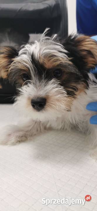 Szczeniak Yorkshire Terrier Biever małopolskie Kraków