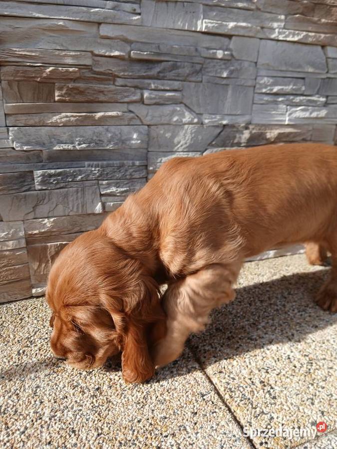 Cocker Spaniel Angielski sunia Sieradz