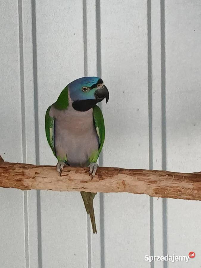 Aleksandretty pary chińska i obrozna