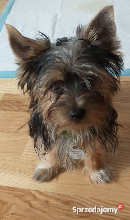 Yorki 4 miesięczne odchowane pieski dolnośląskie Wrocław